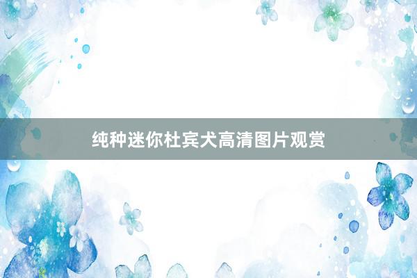 纯种迷你杜宾犬高清图片观赏